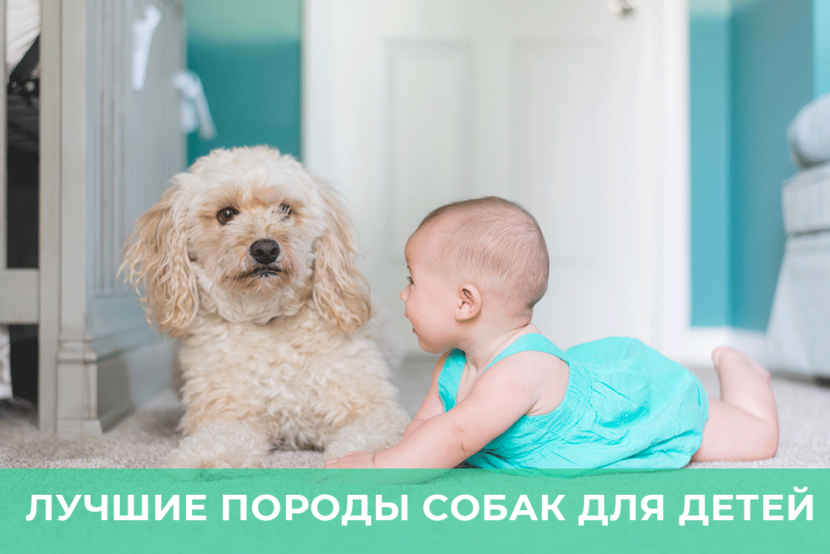 ❇️Найкращі породи собак для дітей