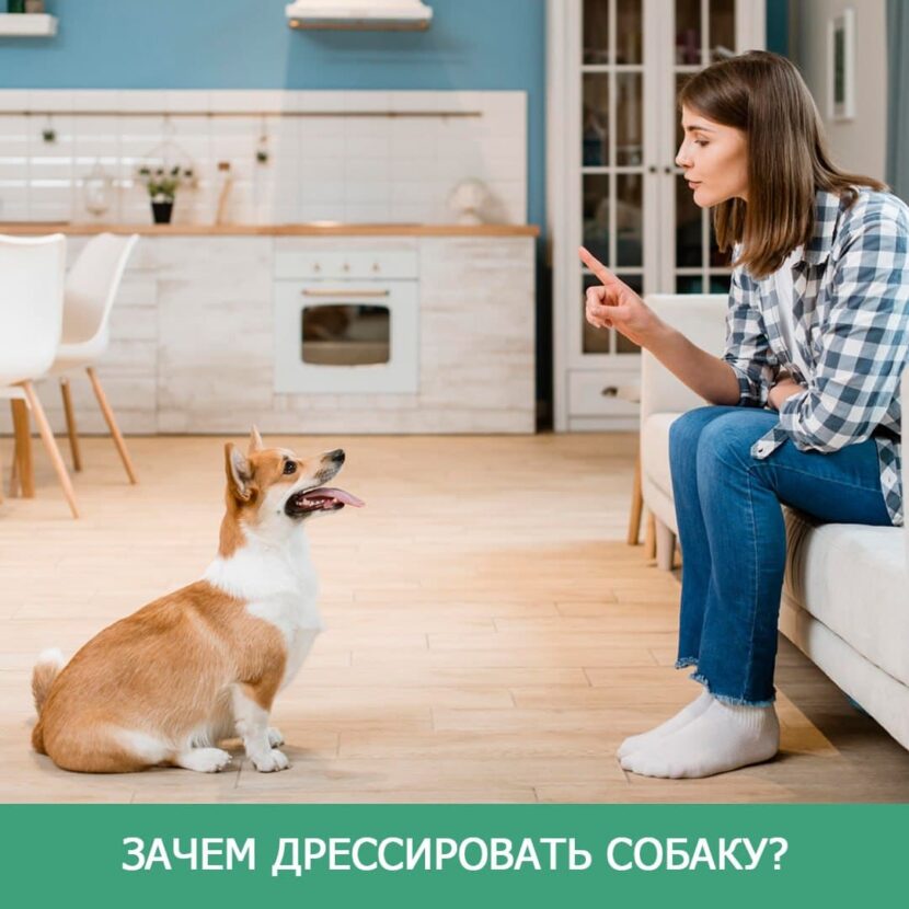 Навіщо мою собаку вчити сидіти, стояти і лежати?