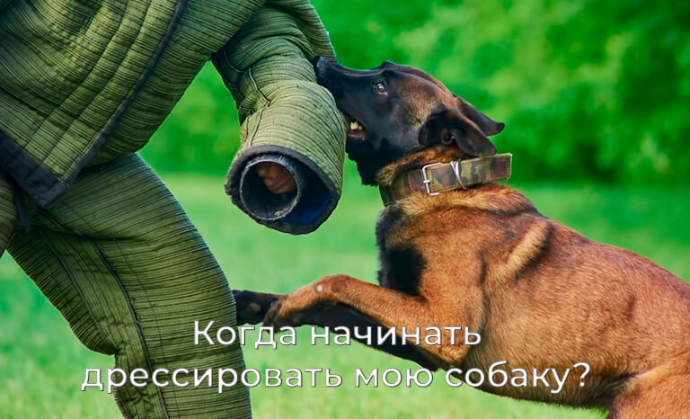 Коли починати дресирувати мого собаку?