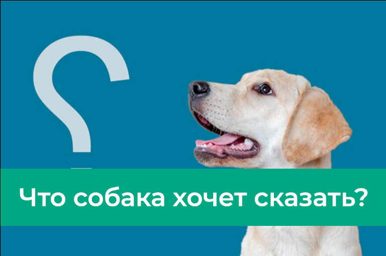 Co pies chce powiedzieć?