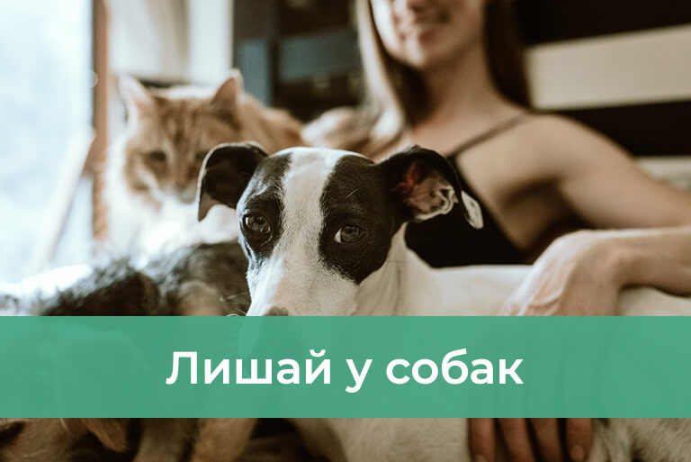 Grzybica u psów – przyczyny, objawy i leczenie
